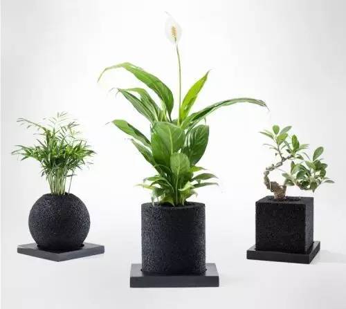 怎么除甲醛靠得牢？竹炭、植物成***“騙局”