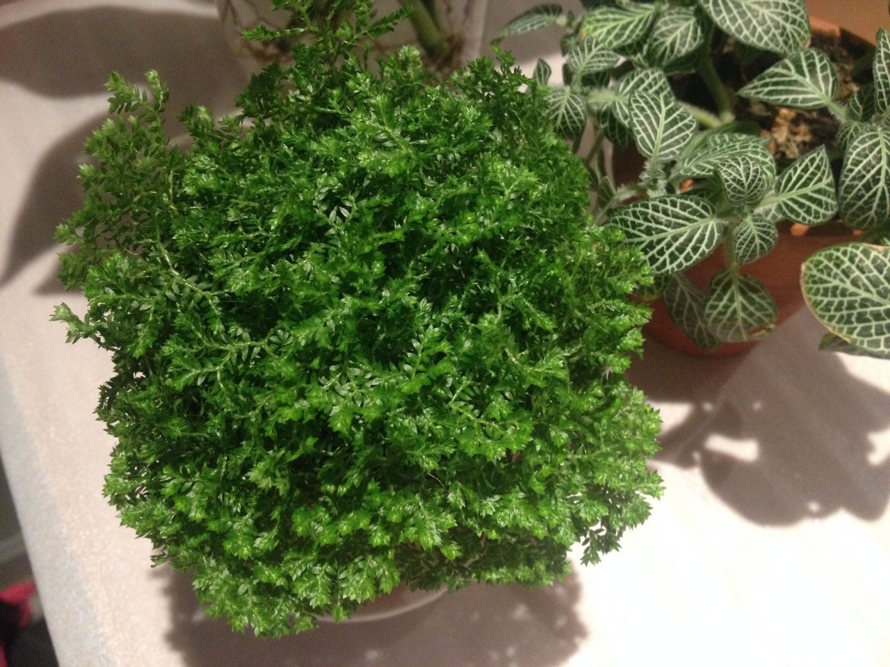 怎么除甲醛靠得牢？竹炭、植物成***“騙局”
