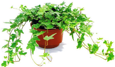 記住這四條規(guī)則，巧用植物甲醛治理！