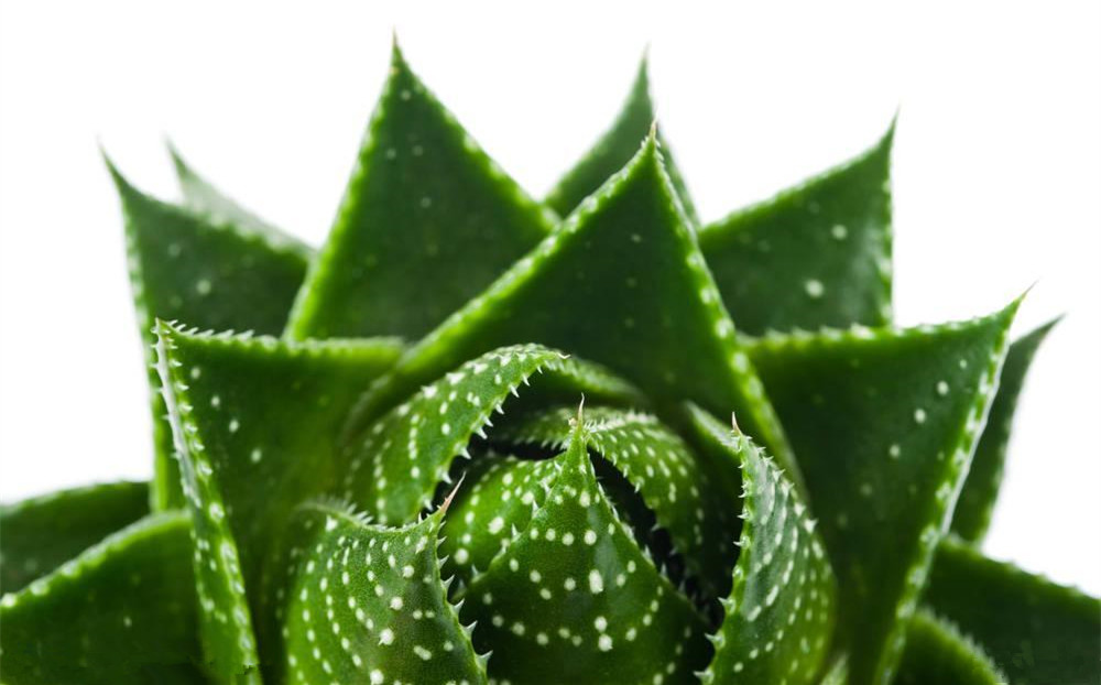記住這四條規(guī)則，巧用植物甲醛治理！