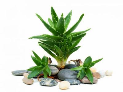 去除房間甲醛的植物有哪些？
