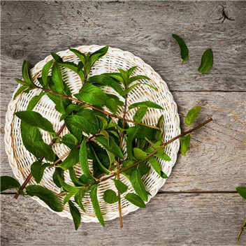 植物可以去甲醛嗎？甲醛治理原理是什么