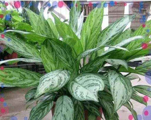 什么植物可以凈化空氣？