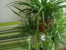除甲醛，竹炭綠植不給力