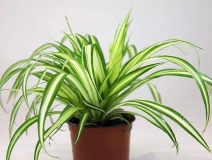 去除甲醛的綠植有哪些?你家里有嗎？